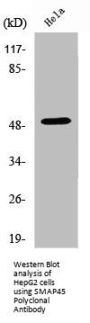 HDAC3 Antibody