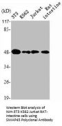 HDAC3 Antibody