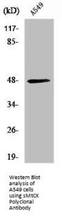 CKMT2 Antibody