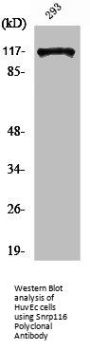 EFTUD2 Antibody