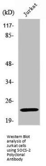 SOCS2 Antibody