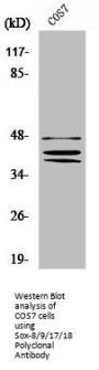 SOX8/SOX9/SOX17/SOX18 Antibody