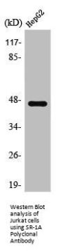 HTR1A Antibody