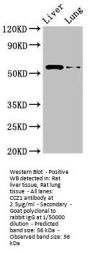 CCZ1 Antibody