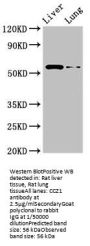 CCZ1 Antibody