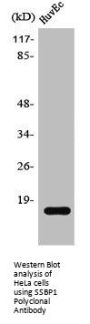 SSBP1 Antibody