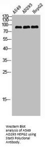 STAT3 Antibody