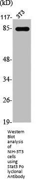 STAT3 Antibody