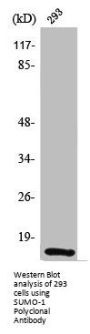 SUMO1 Antibody