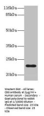 C8G Antibody