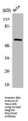 SYT1/SYT2 Antibody