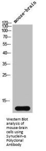 Synuclein-alpha Polyclonal Antibody