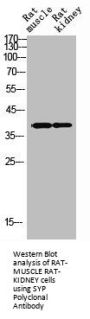 SYP Antibody