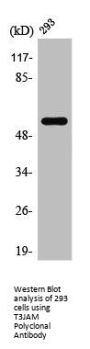 TRAF3IP3 Antibody