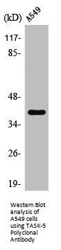 KCNK15 Antibody