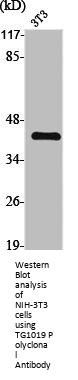 OXER1 Antibody