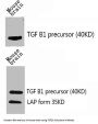 TGFB1 Antibody