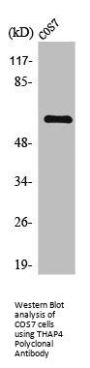 THAP4 Antibody
