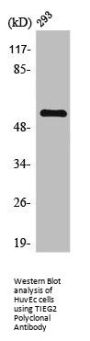 TIEG2 Polyclonal Antibody