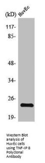 TNFAIP8 Antibody