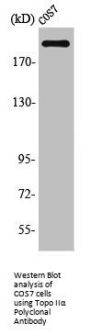 TOP2A Antibody