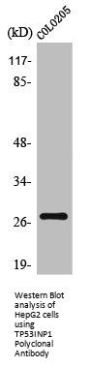 TP53INP1 Antibody
