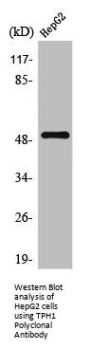TPH1 Antibody