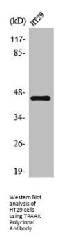 KCNK4 Antibody