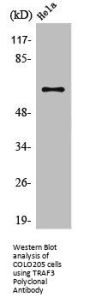 TRAF3 Antibody
