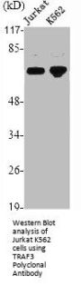 TRAF3 Antibody