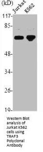 TRAF3 Antibody