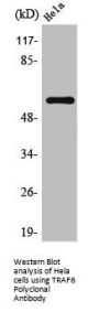 TRAF6 Antibody