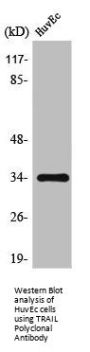 TNFSF10 Antibody