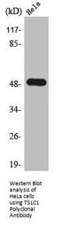 CADM1 Antibody