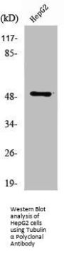 TUBA1A/TUBA1B Antibody