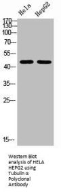 TUBA1A/TUBA1B Antibody
