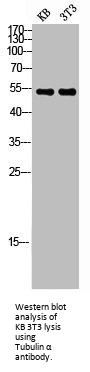 TUBA1A/TUBA1B Antibody