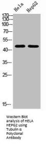 TUBA1A/TUBA1B Antibody