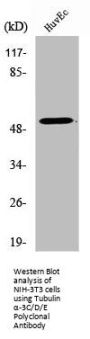 TUBA3C/TUBA3E Antibody