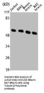 TUBB3 Antibody