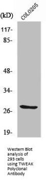 TNFSF12 Antibody