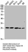 TNFSF12 Antibody