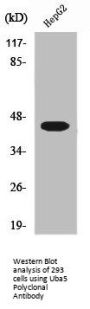 UBA5 Antibody