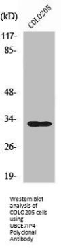RNF144A Antibody