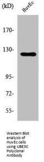 UBE3C Antibody