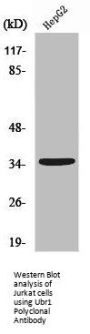 UBR1 Antibody