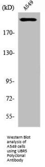 UBR5 Antibody