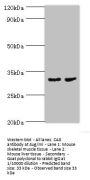 CA8 Antibody