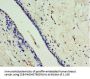 CA8 Antibody