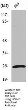 UCHL1 Antibody